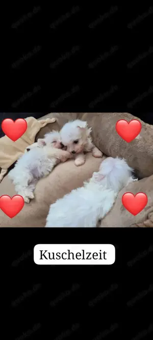 Malteser -Pudel Bärchen ( Maltipoo)
