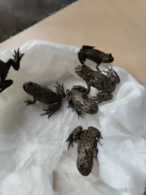 europäische Rotbauchunke Bombina Bombina