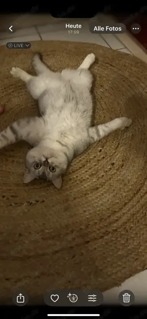 Fast 1 jähriger reinrassiger bkh Kater 