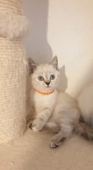 Bkh mädchen tabby point blau Augen. 