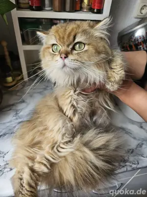 Schön Katz zu verkaufen 