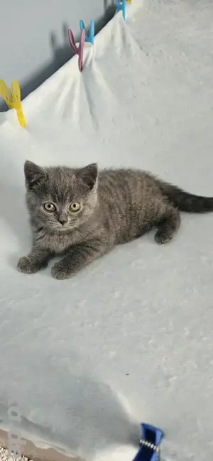 Bkh Kitten  Bild 3