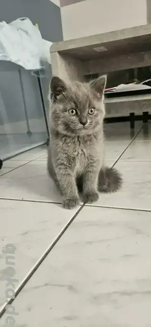 Bkh Kitten  Bild 2