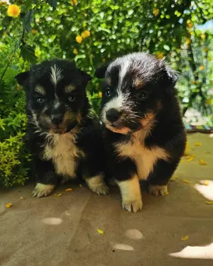 Shetland Sheepdog FCI 