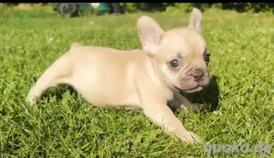 Französische Bulldoggen Welpen mit Nase