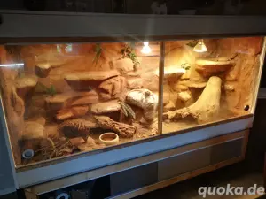 2 bartagamen 
