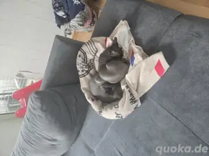 2 Sphynx Katzen ! Geschwister ! 
