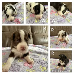 Miniature Australian Shepherd Welpen