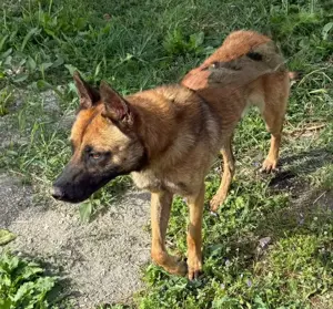 Fritz - anhänglicher Schatz sucht nun ein richtiges Zuhause Bild 8