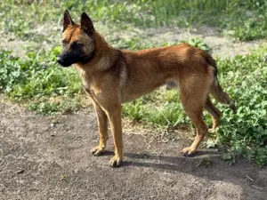 Fritz - anhänglicher Schatz sucht nun ein richtiges Zuhause Bild 6