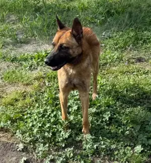 Fritz - anhänglicher Schatz sucht nun ein richtiges Zuhause Bild 9