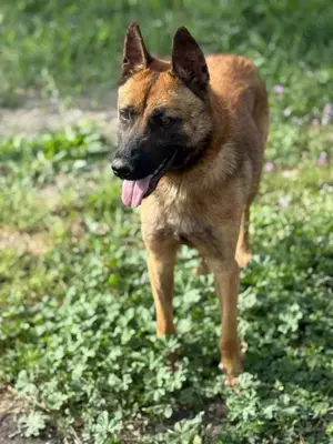 Fritz - anhänglicher Schatz sucht nun ein richtiges Zuhause Bild 7