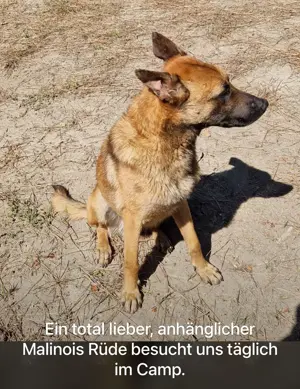 Fritz - anhänglicher Schatz sucht nun ein richtiges Zuhause Bild 2