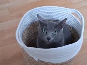 Russisch blau katze sucht neues Zuhause 