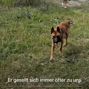 Fritz - anhänglicher Schatz sucht nun ein richtiges Zuhause Bild 3