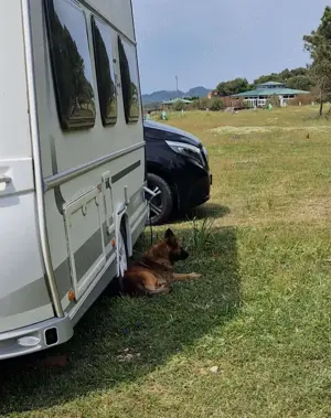 Fritz - anhänglicher Schatz sucht nun ein richtiges Zuhause Bild 4