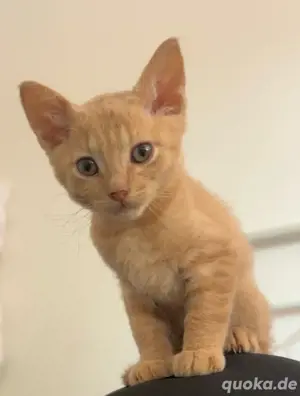 LaPerm Mix Katerchen 