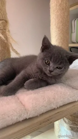 BKH Kitten grau weiblich