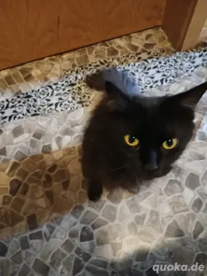 Mein Sohn sucht für seine zwei katzen 