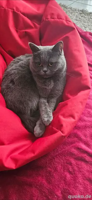 Bkh Kitten  Bild 4