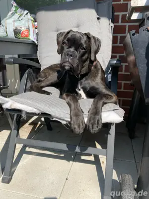 Boxer Rüde 7 Monate alt
