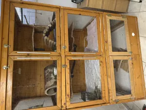 Chinchilla Pärchen in liebevolle Hände abzugeben.