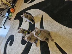 Bkh reinrassige Katze 