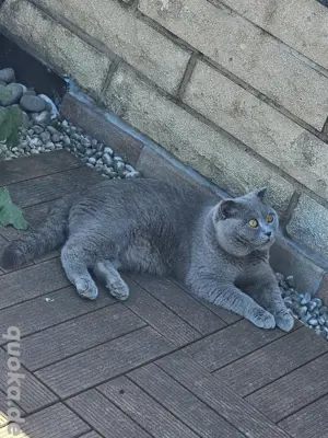 unser britische kurzhaarkatze simba