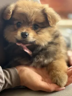 Pomeranian zwergspitz 