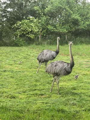 Nandu Küken vom 27.05.2025 Laufvögel