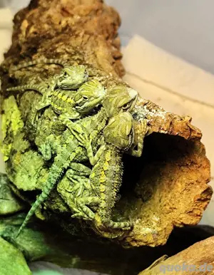 Zwergbartagame, Pogona henryslawsoni, Nachzucht