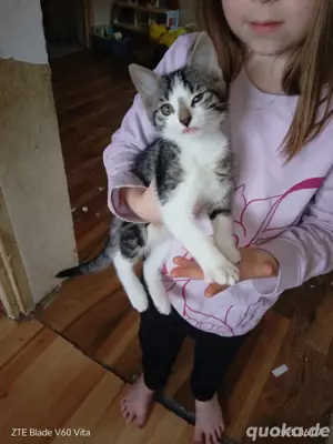  Verspielte Babykatze (weiblich) zu verkaufen