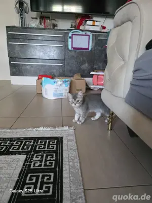 Bkh kitten