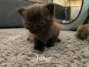 BKH Kitten ab 12 Wochen abgabebereit