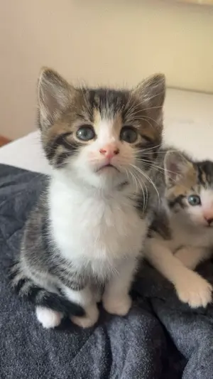 süße Babykatzen abzugeben Mutter Maincoonmix Großmutter Maincoon