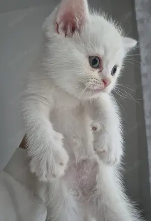 Britisch Kurzhaar Kitten ( 3 Kater )