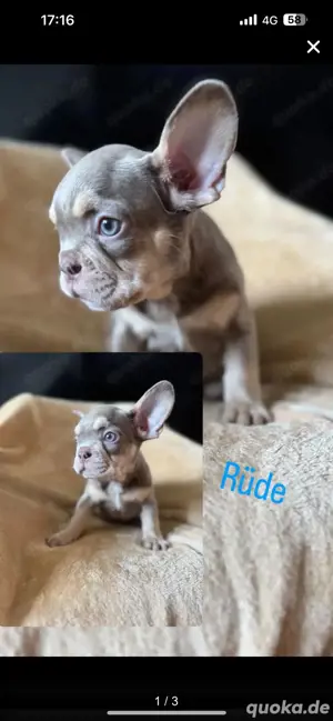 Französische Bulldogge Welpen 