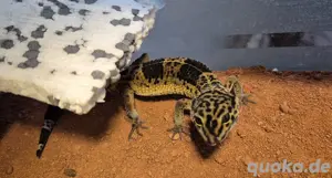 Leopardgeko Black Night Choclate Albino 1.0.