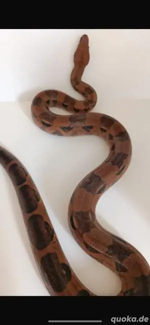 Boa Imperator Blood 66%Albino Anery (Snow) 0.1