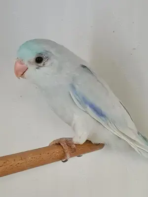 Blaugenick Sperlingspapageien 