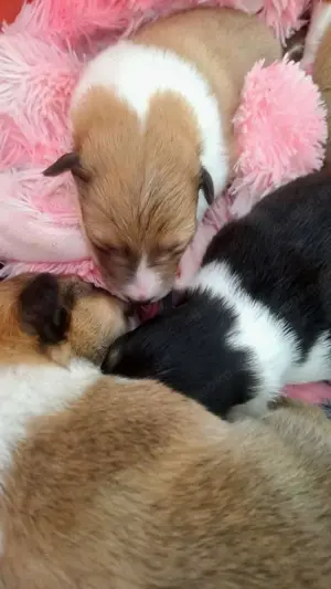 Wir haben Collie Welpen in sable und tricolour seit Anfang Juni - Begleiten Sie uns von Anfang an!
