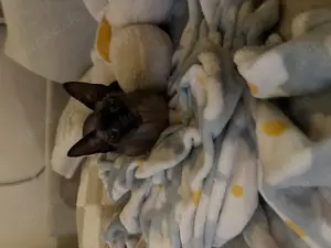 SUCHE Sphynx Deckkater für meine Katze. KEIN VERKAUF !