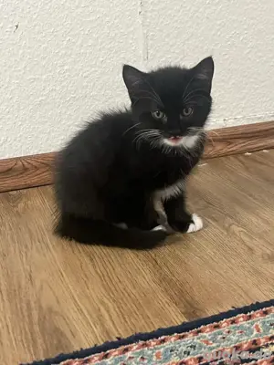 Süße Babykatzen suchen ab dem 01.07 ein liebevolles Zuhause