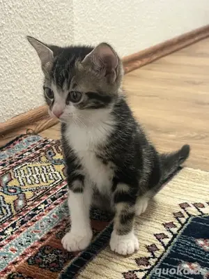 Süße Babykatzen suchen ab dem 01.07 ein liebevolles Zuhause