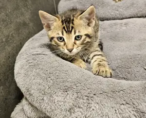 Bengal mix kitten 