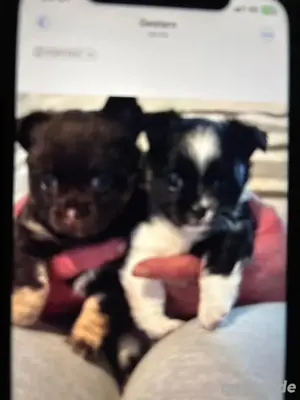 Chihuahua Welpen