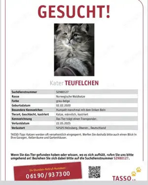 Kater Teufelchen 