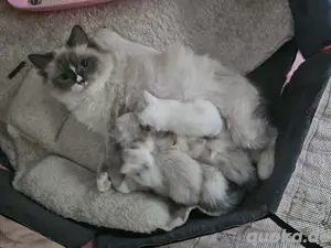 reinrassige Ragdoll Kitten 