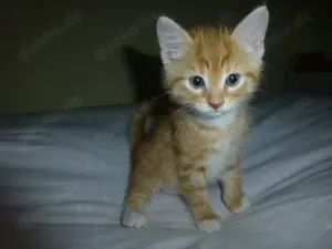 Katzenbabys, Kitten