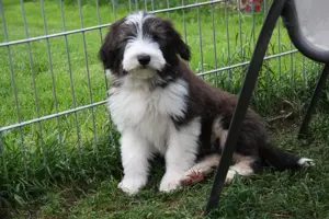 Bearded Collie Welpen, 2 Mädchen sind bereit für die Welt.